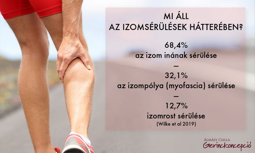 TÉNYLEG AZ IZOM SÉRÜL AZ IZOMSÉRÜLÉSNÉL?
