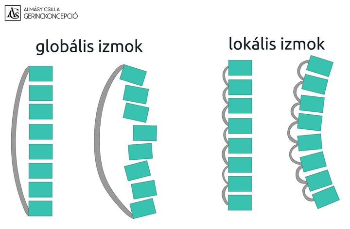 GLOBÁLIS ÉS LOKÁLIS IZMOK Ezt az felosztást Bergmark használta először a lumbális gerincet stabilizáló…