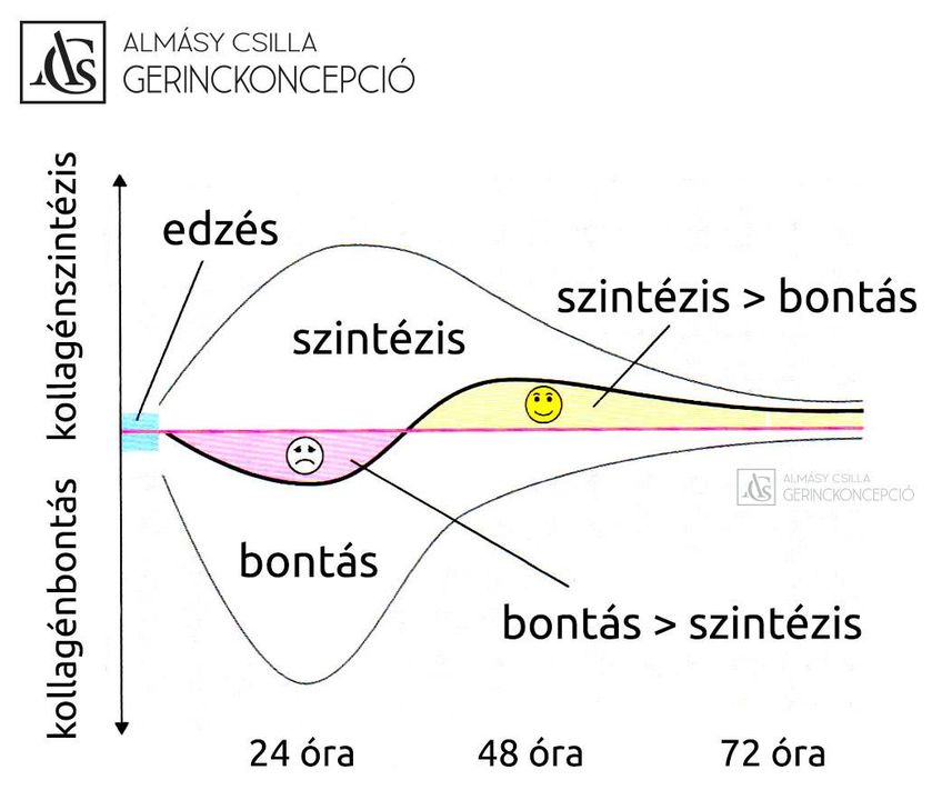 EDZÉS UTÁNI REGENERÁCIÓ Testünk alkotóelemei újra és újra megújulnak. Azaz a régebbi elemek elpusztulnak,…