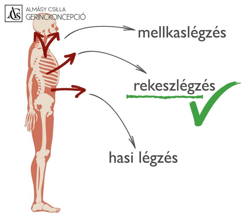 LÉGZÉSMINTÁK 3 főbb légzésmintánk van: a mellkasi, a hasi és a rekeszlégzés. Az igazság…