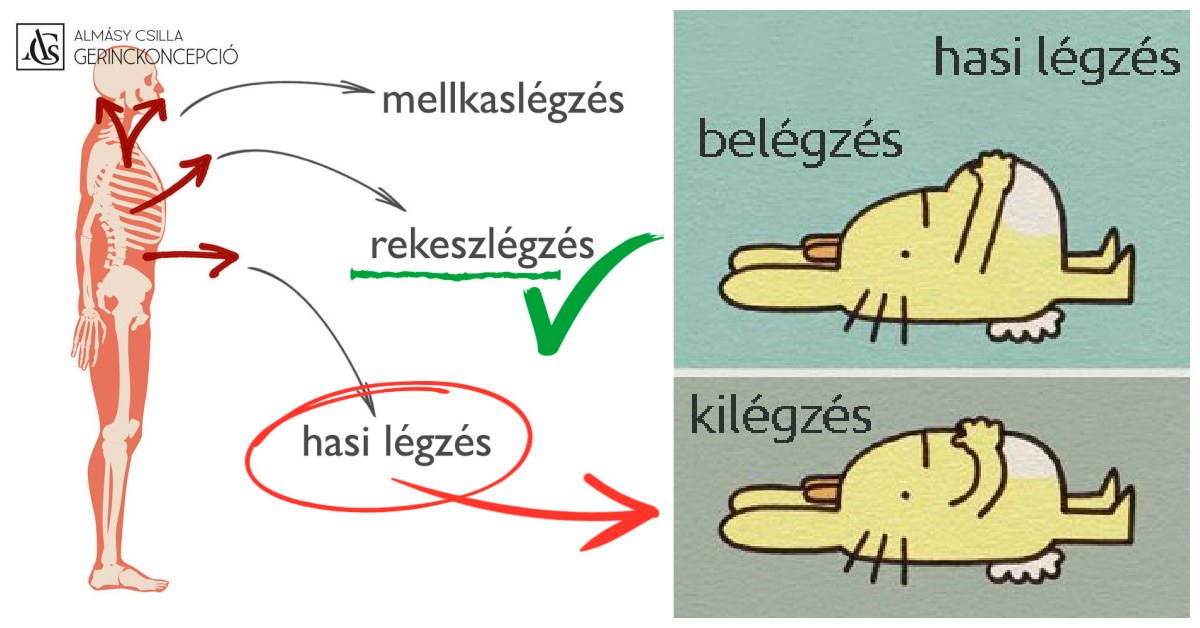 LÉGZÉSMINTÁK – HASI LÉGZÉS A biomechanikailag helyes légzésmintánk a rekeszlégzés. Ez az, mellyel a…