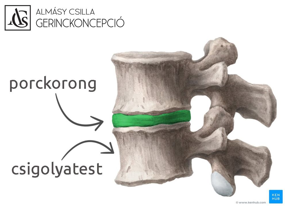 🧠 NAPI ANATÓMIA A gerincünket alkotó csigolyák között porckorongok helyezkednek el. Ennek a megoldásnak…